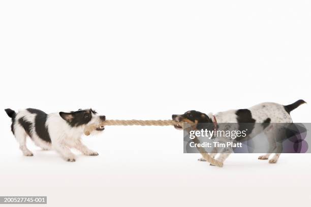 two jack russell terriers pulling rope in studio - pull foto e immagini stock