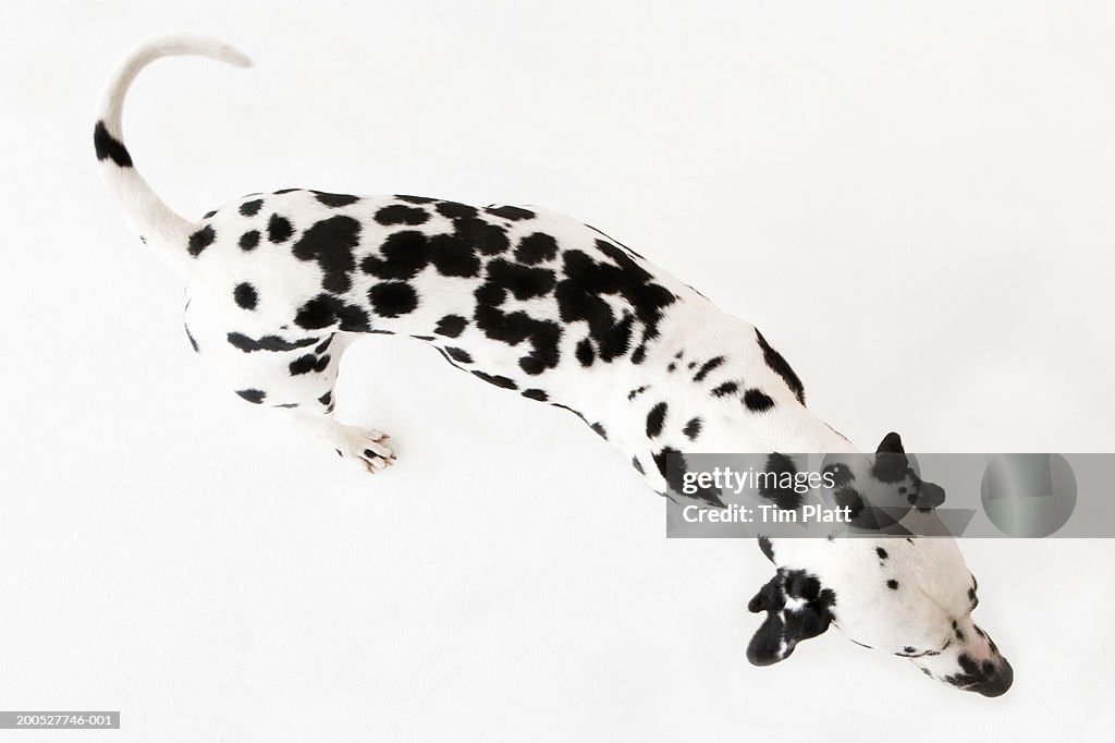 Black and white Dalmatian standing in studio, overhead view