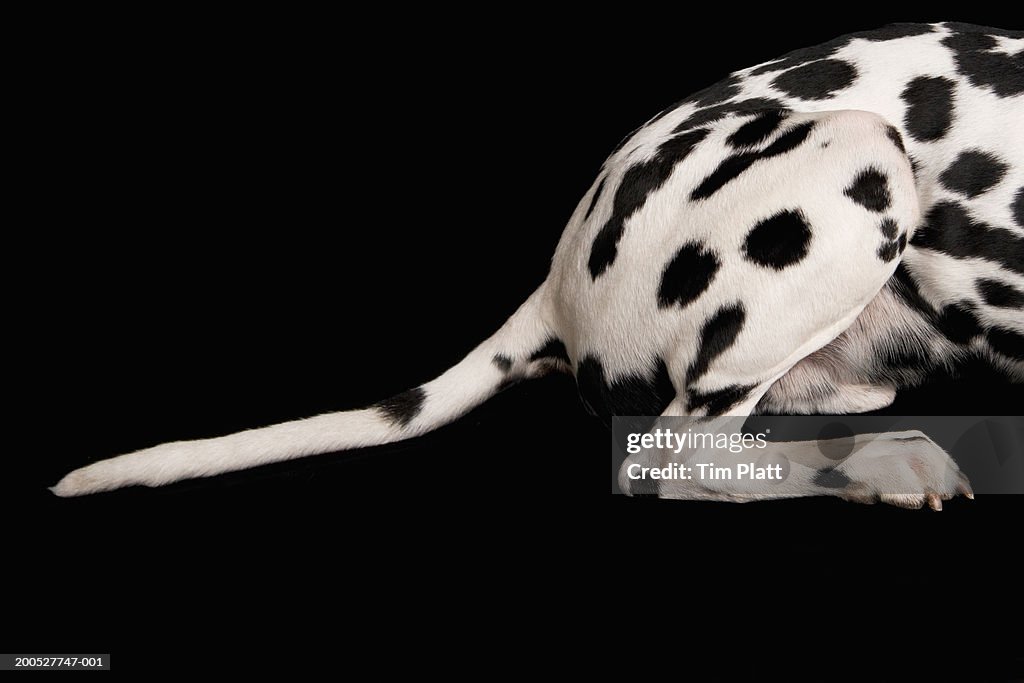 Black and white Dalmatian in studio, close-up, low section