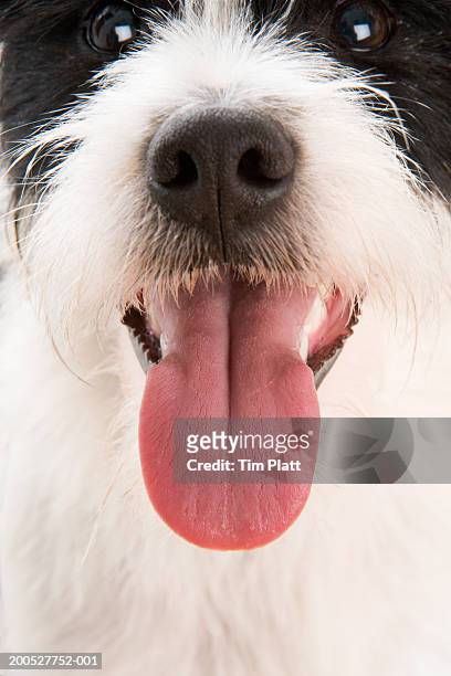 jack russell terrier panting tongue, close-up - djurtunga bildbanksfoton och bilder