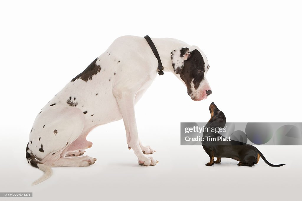 Harlequin Great Dane and Miniature Dachshund sitting face to face in studio