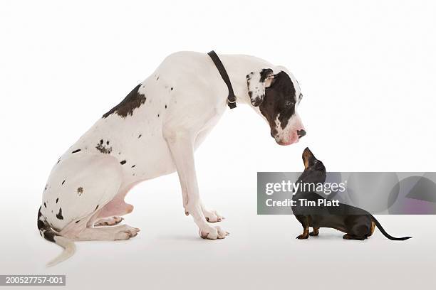 harlequin great dane and miniature dachshund sitting face to face in studio - different animals together stock-fotos und bilder