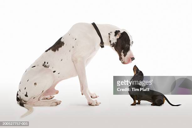 harlequin great dane and miniature dachshund sitting face to face in studio - piccolo foto e immagini stock