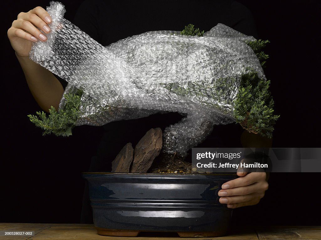 Woman wrapping bubble wrap around bonsai tree