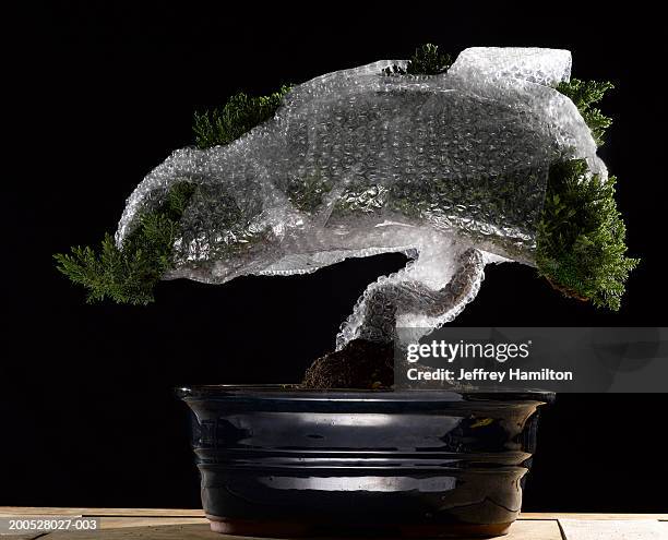 bonsai tree wrapped in bubble wrap (backlit) - bonsai tree stock-fotos und bilder