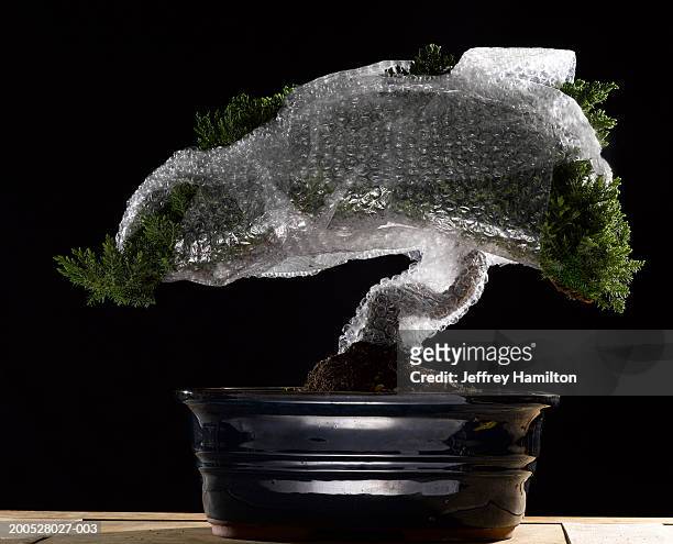 bonsai tree wrapped in bubble wrap (backlit) - bonsai tree foto e immagini stock
