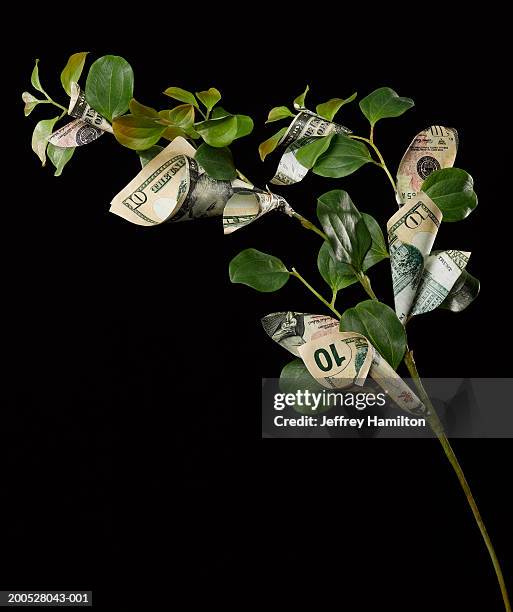 money tree spouting ten us dollar banknotes against black background - glückskastanie stock-fotos und bilder