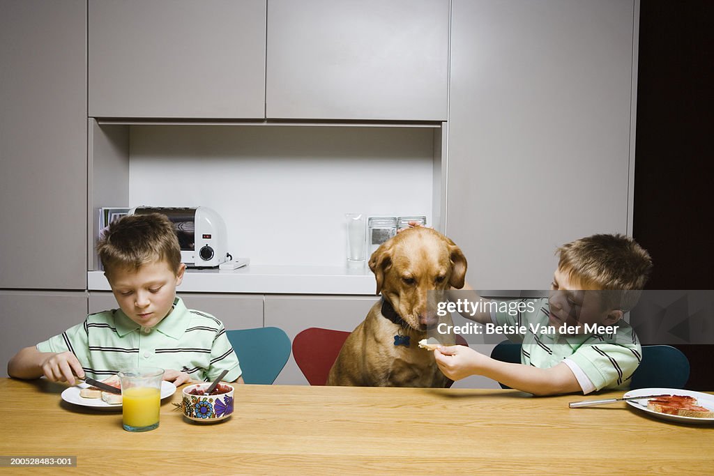 Twin boys (8-10) feeding pet dog at table in kitchen