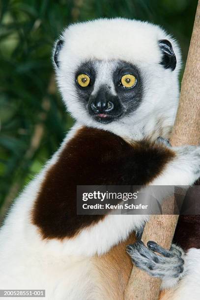 Propithecus Facial Expression Propithecus Coquereli Photos and Premium High Res Pictures - Getty Images