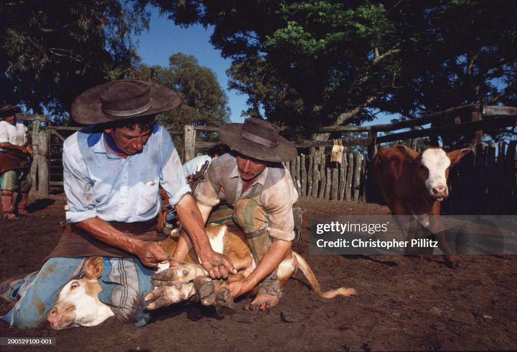 Argentina, two gauchos holding down calf in pen...
