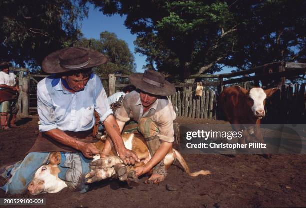 60 Gauchos Rope Stock Photos High Res Pictures and Images Getty Images 60 Gauchos Rope Stock Photos High Res Pictures and Images Getty Images