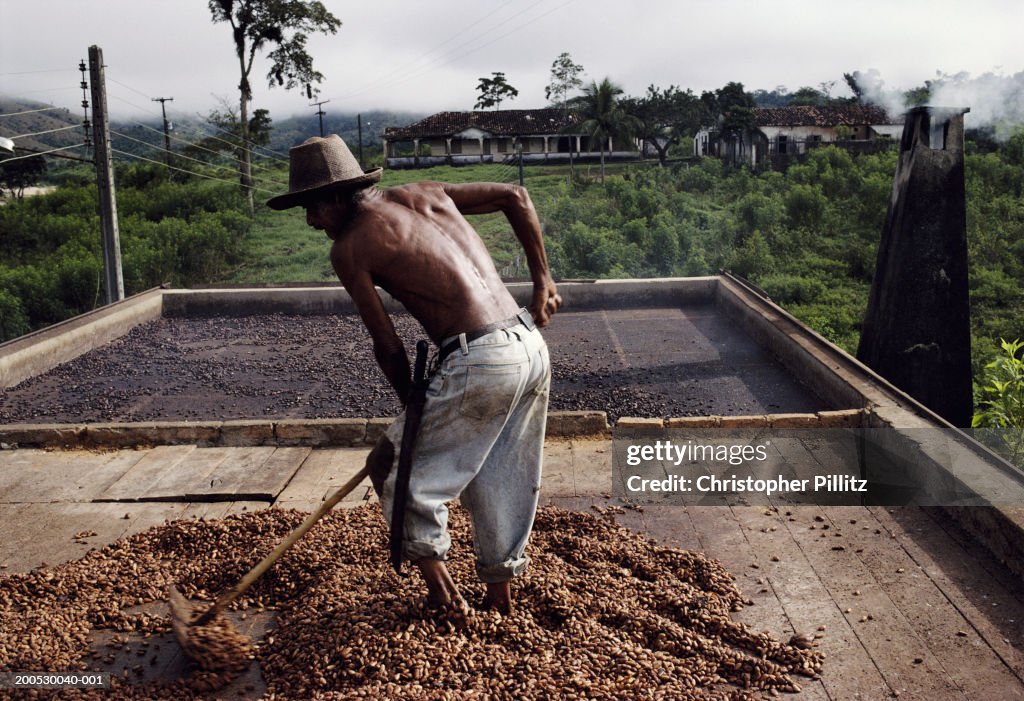 A Cocoa plantation worker drying beans on top of a wood fired oven, Bahia, Brazil...
