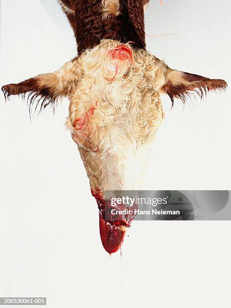 head of slaughtered cow - abattoir stock pictures, royalty-free photos & images