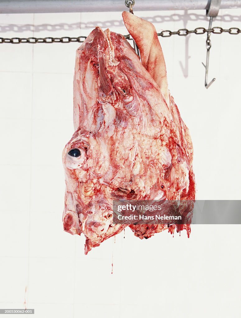 Head of skinned slaughtered cow hanging from track