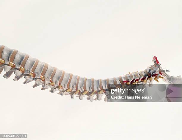 Single Backbones Backbones Side Photos et images de collection - Getty Images