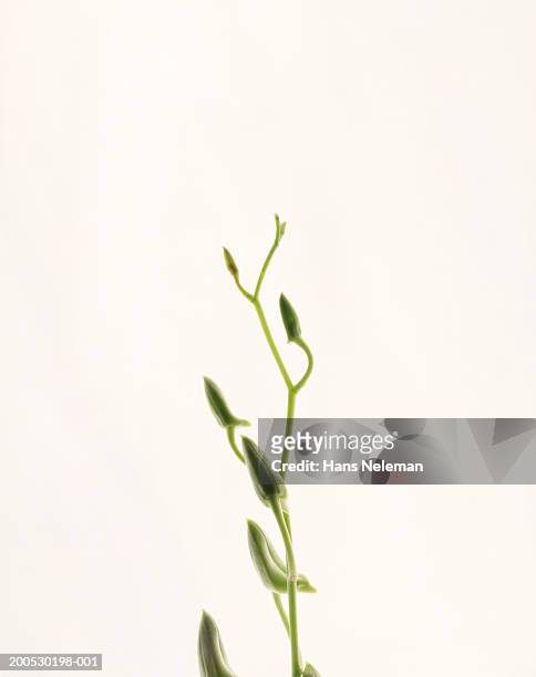 peduncle of orchid (orchidaceae) with buds - plant stem stock pictures, royalty-free photos & images