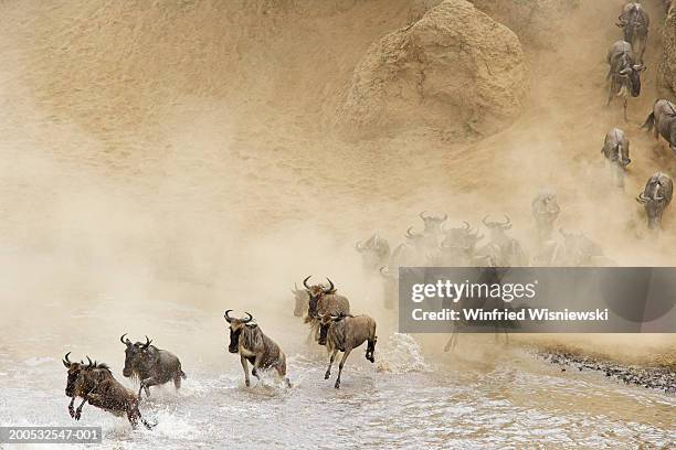 herd of wildebeest(connochaetes taurinus) crossing river - masai mara national reserve stock pictures, royalty-free photos & images