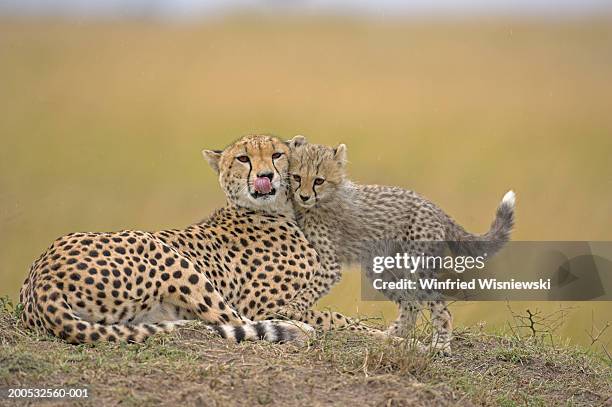 3,859 Two Cheetah Stock Photos, High-Res Pictures, and Images