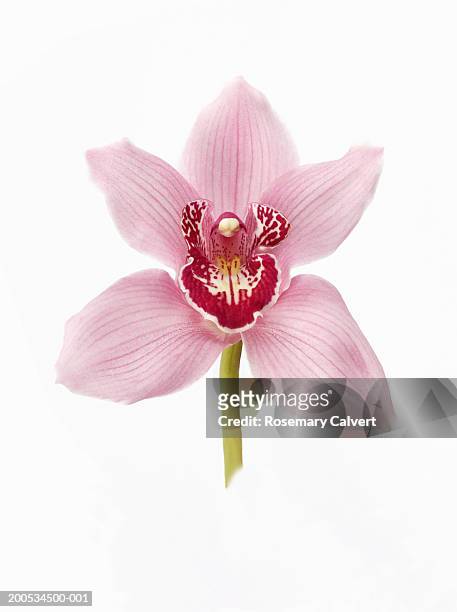 lisa rose orchid (cymbidium sp.), against white background, close-up - orchid 個照片及圖片檔