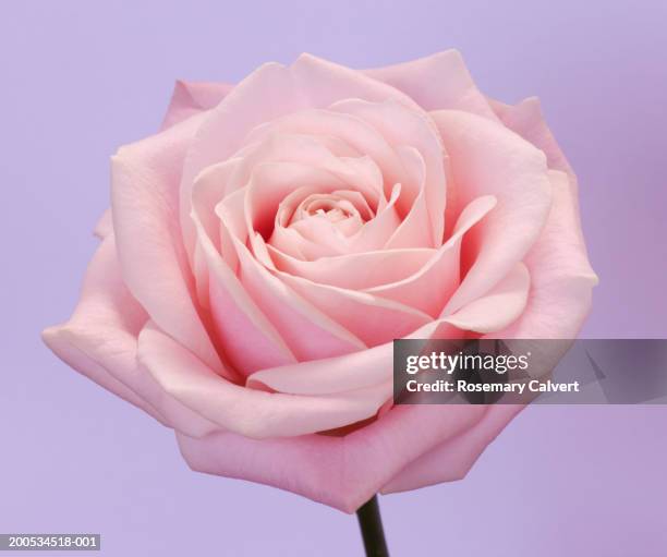 Pink Violet Roses Pink Purple Roses Photos and Premium High Res Pictures - Getty Images