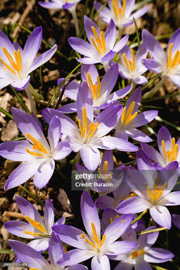 Crocus flowers (Crocus sp.), close-up, spring