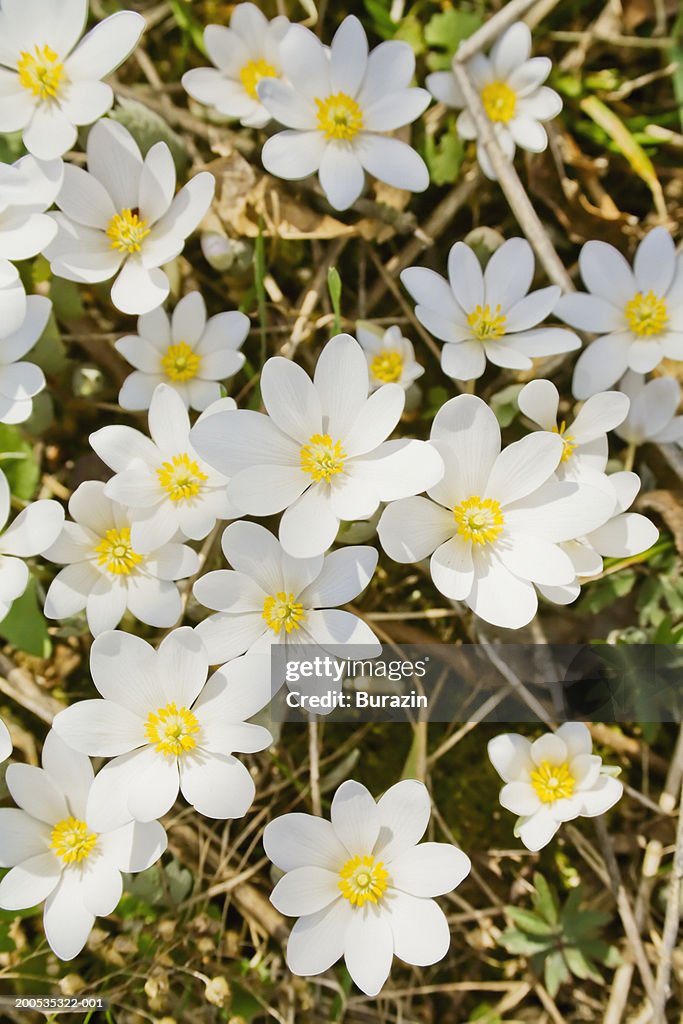 Wild flowers, close-up, spring