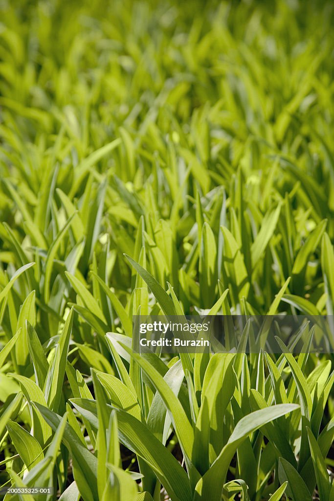 Grass, close-up, spring