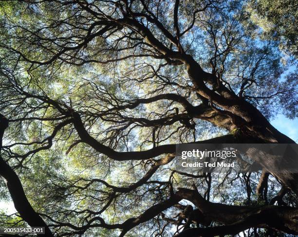 australia, victoria, australian blackwood (acacia melanoxylon) - acacia tree stock-fotos und bilder