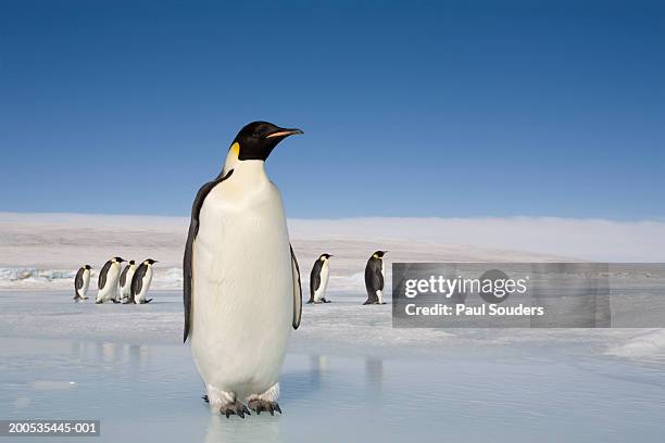 antarctica, snow hill island, emperor penguins on ice - antarctica penguin fotografías e imágenes de stock