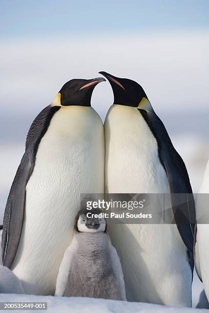 antarctica, snow hill island, two emperor penguins with chick - kleine groep dieren stockfoto's en -beelden