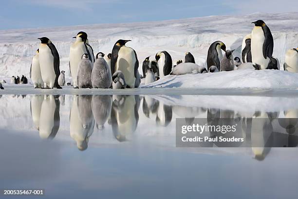 antarctica, snow hill island, emperor penguins on ice - pinguim imperador imagens e fotografias de stock