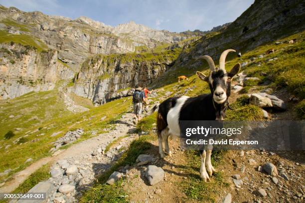 switzerland, kandersteg, hikers and mountain goat (focus on goat) - kandersteg stock pictures, royalty-free photos & images