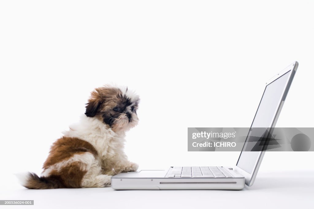 Dog Computer Black Puppy Laptop