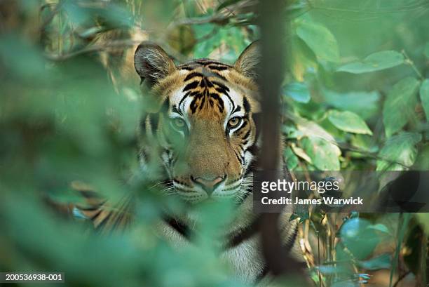 bengal tiger (panthera tigris tigris) looking through foliage - a bengal tiger stockfoto's en -beelden
