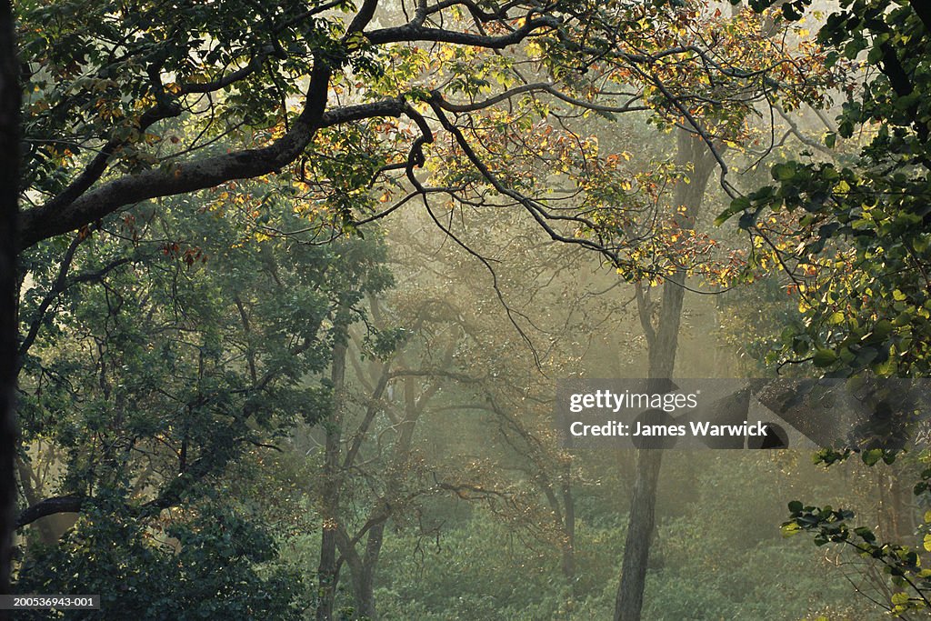 India, Madhya Pradesh, sal forest (Shorea robusta) dawn