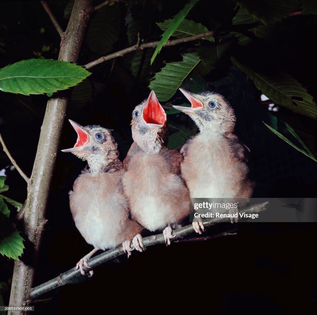 Black-throated magpie jay chicks (Garrulus glandarius) on branch