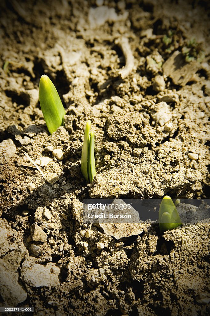 Flowers sprouting from ground, close-up, spring