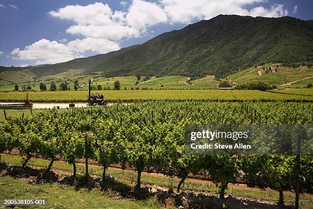 chile, colchagua valley, vineyard - glen allen stock pictures, royalty-free photos & images