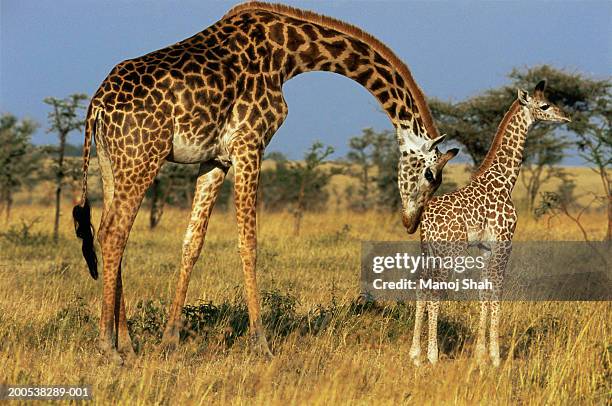tanzania, adult female masai giraffe nudging calf - masai giraffe stock-fotos und bilder