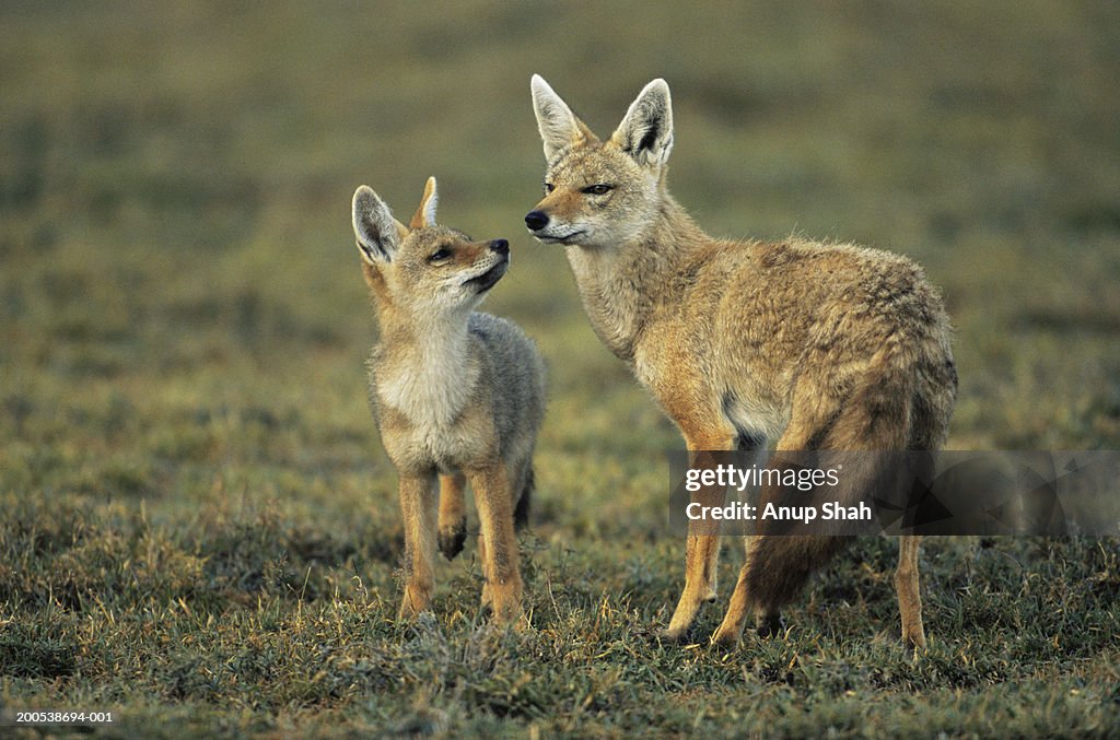 Golden jackal and young (Canis aureus)