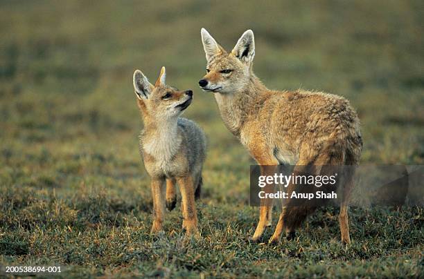 golden jackal and young (canis aureus) - canine stock pictures, royalty-free photos & images