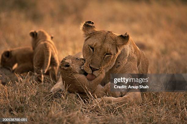 lioness (panthera leo) licking cub - serengeti national park lions stock-fotos und bilder