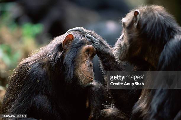 eastern chimpanzees (pan troglodytes schweinfurthii) grooming - chimpanzé photos et images de collection