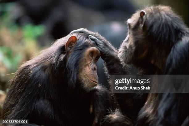 eastern chimpanzees (pan troglodytes schweinfurthii) grooming - chimpanzees stock pictures, royalty-free photos & images