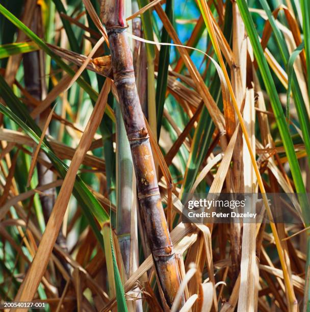 sugar cane, close-up - cana de acucar imagens e fotografias de stock