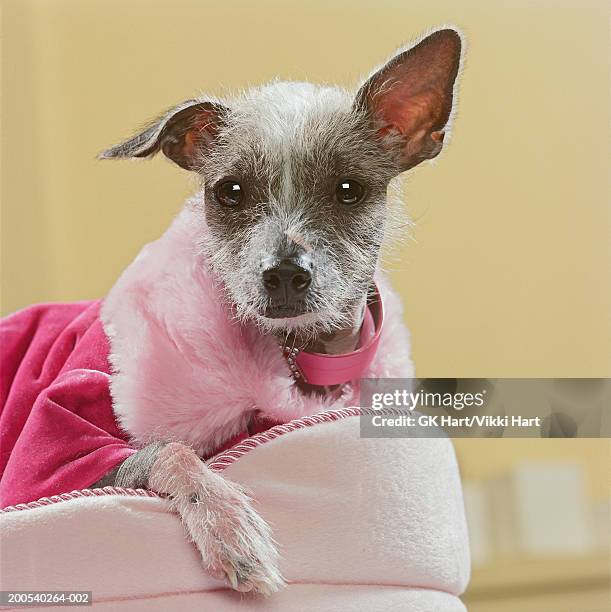 mexican hairless wearing pink jacket - abrigo rosa fotografías e imágenes de stock