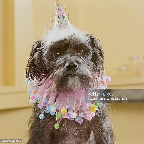 chinese crested dog wearing party hat and ruffled collar - chinese birthday stockfoto's en -beelden