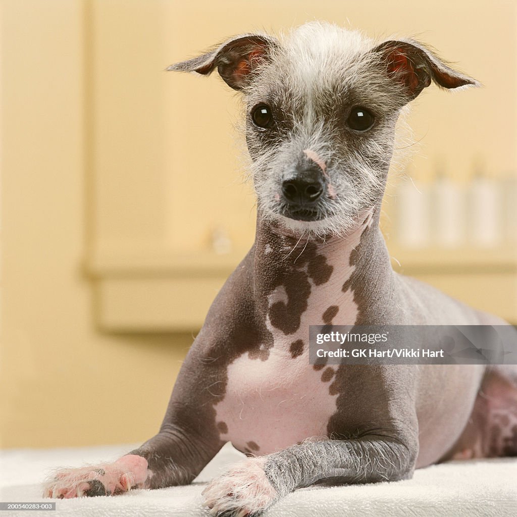 Mexican Hairless Dog On Spa Table High-Res Stock Photo Getty Images