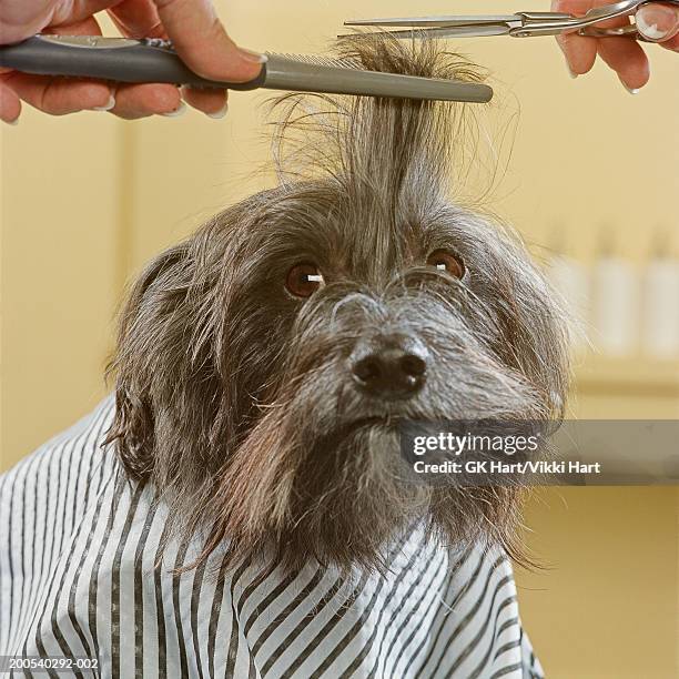 chinese crested dog getting haircut - combing stock pictures, royalty-free photos & images