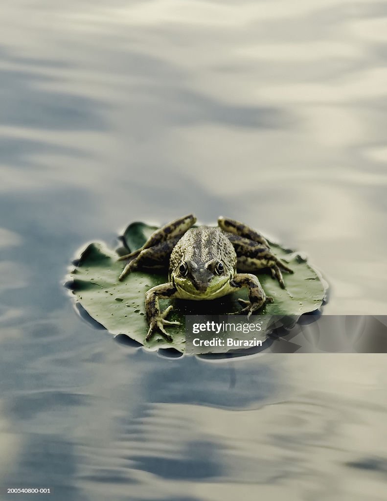 Frog on lily pad